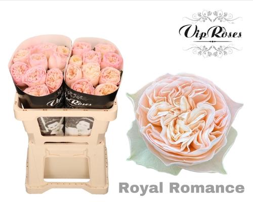 Rosa grootbloemig Royal Romance