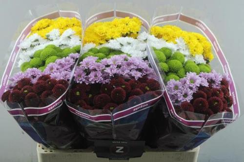Chrysanthemum Indicum Grp tros santini gemengd