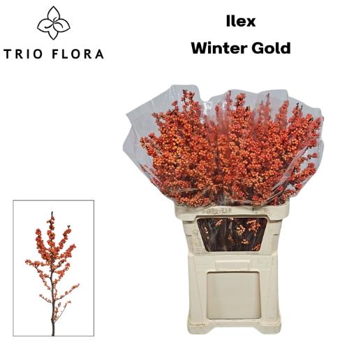 Ilex verticillata 'Winter Gold'