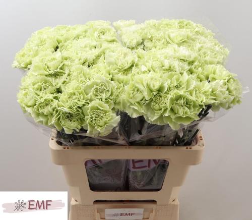 Dianthus standaard 'Prado Mint'