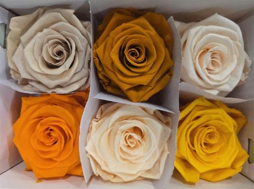 Rosa grootbloemig kleurbehandeld H%