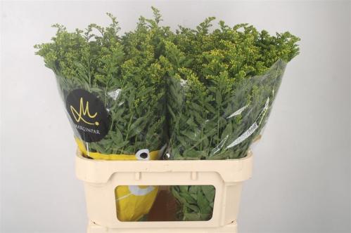 Solidago Carzan Glory