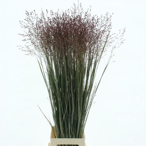 Panicum virgatum 'Heavy Metal'