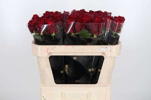 Rosa grootbloemig Red Naomi!
