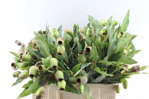 Eucalyptus overig met bes