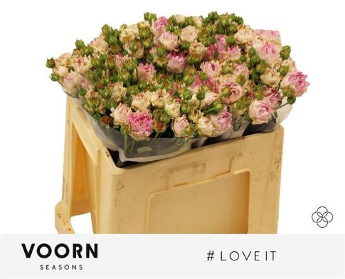 Rosa tros #Love It