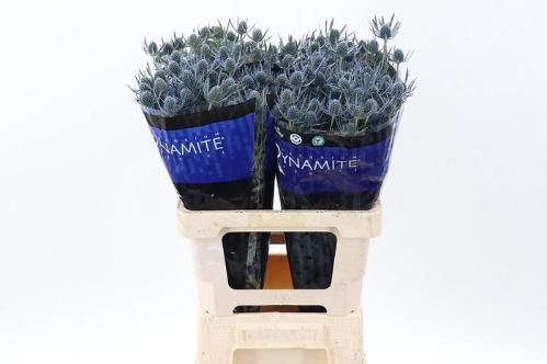 Eryngium alpinum Blue Dynamite