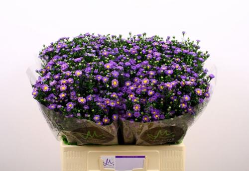 Aster (Novi-belgii Grp) Teeny Tiny Blue