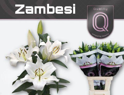 Lilium Oriental x Trumpet Grp 'Zambesi'