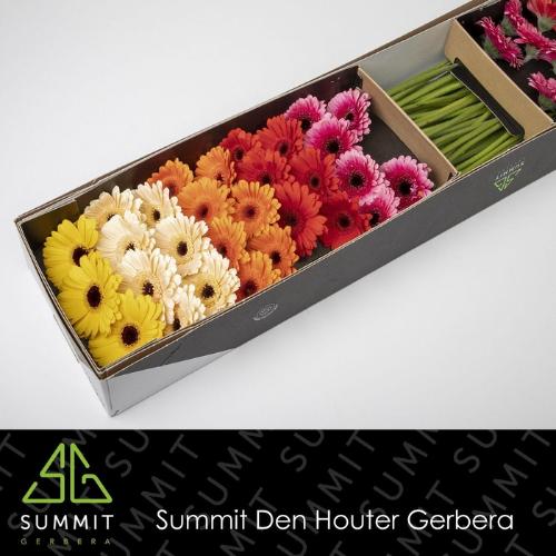 Gerbera mini gemengd op rij