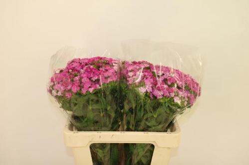 Dianthus barbatus Melian Breanthus