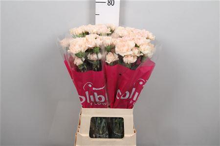 Dianthus standaard overig