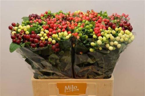 Hypericum Magical gemengd