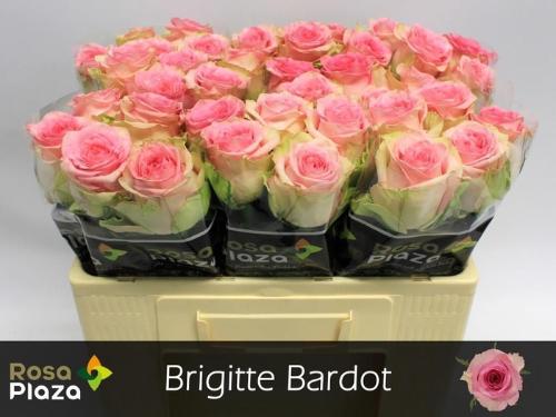 Rosa grootbloemig Brigitte Bardot