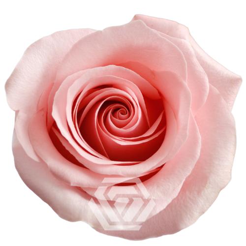 Rosa grootbloemig overig