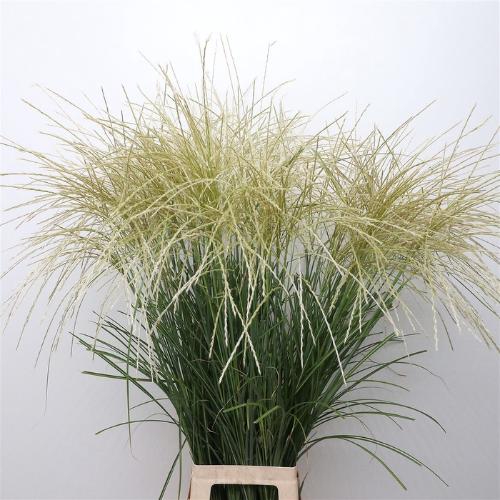 Miscanthus sinensis overig