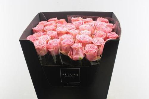 Rosa grootbloemig Sophia Loren