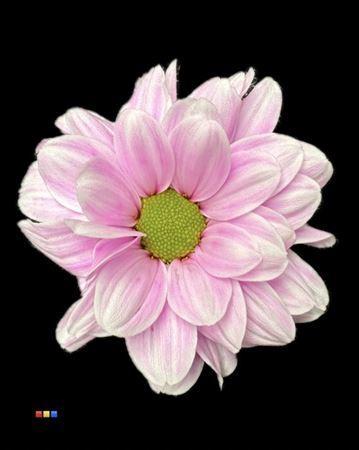 Chrysanthemum Indicum Grp tros kas kleurbehandeld H%