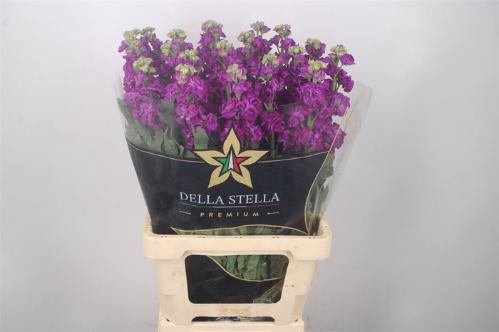 Matthiola incana 'Iron Purple'