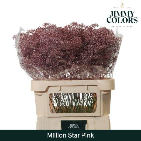 Gypsophila overig kleurbehandeld H%