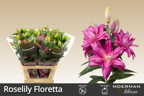 Lilium (Oriental Grp) dubbel Roselily Floretta