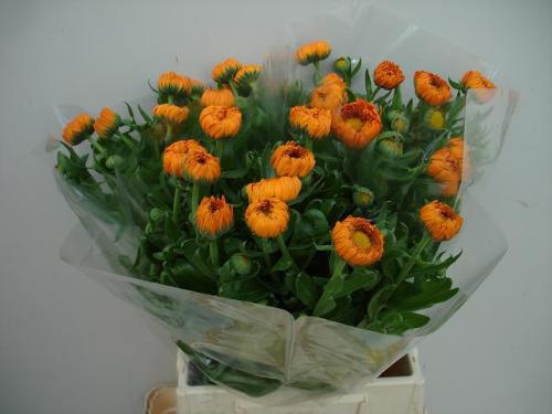 Calendula officinalis 'Green Spot Orange'