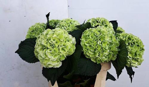 Hydrangea macrophylla 'Ivoor' (classic)