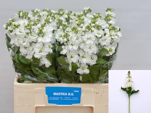 Matthiola incana Aida White