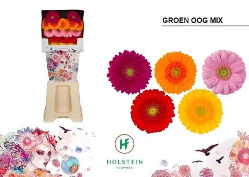 Gerbera mini gemengd op rij