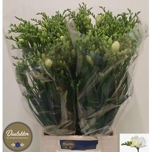 Freesia dubbelbloemig Versailles