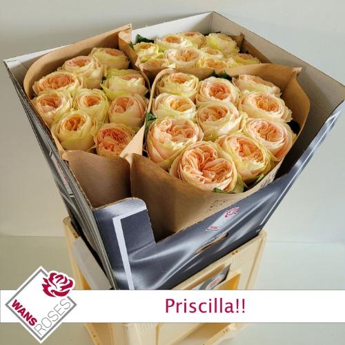 Rosa grootbloemig Priscilla!