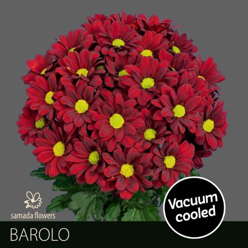Chrysanthemum Indicum Grp tros kas Barolo
