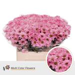 bcb00b2f-43d7-4cd5-b5e7-1208ae072be6.jpg