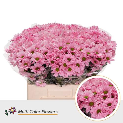Chrysanthemum Indicum Grp tros kas kleurbehandeld H%