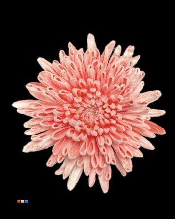 Chrysanthemum geplozen kas kleurbehandeld H%