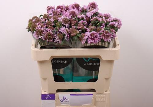 Scabiosa atropurpurea Saura