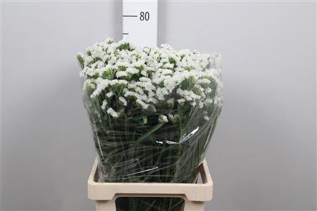 Limonium sinuatum White Starlight Wings