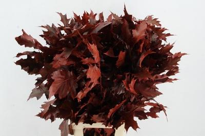 Quercus rubra kleurbehandeld H%