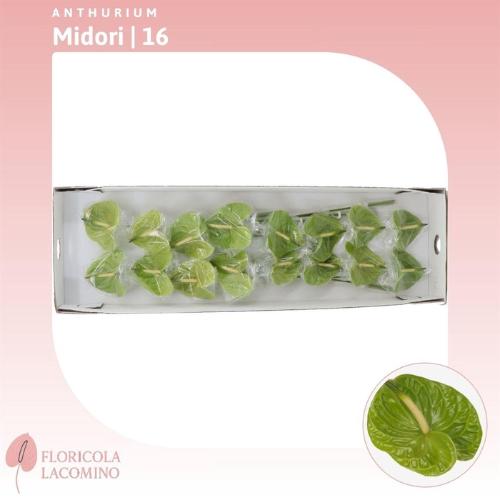 Anthurium Andreanum Grp 'Midori'
