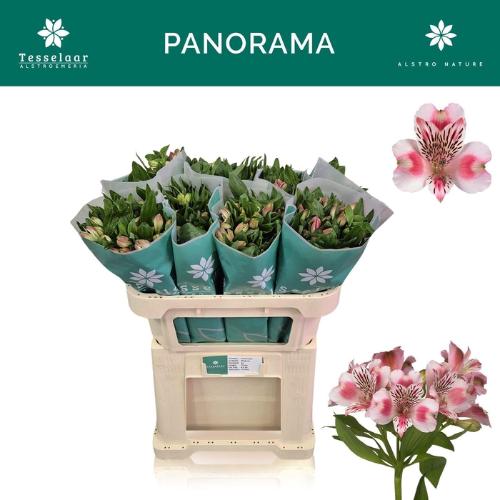 Alstroemeria Panorama