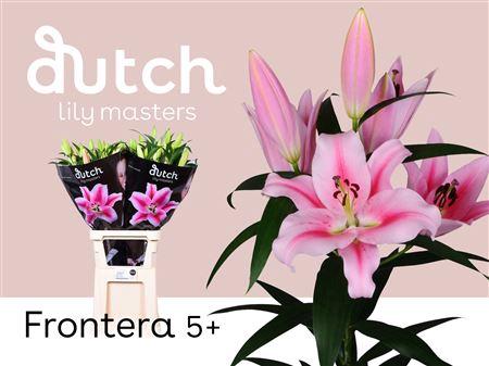Lilium Oriental x Trumpet Grp 'Frontera'