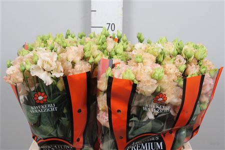 Eustoma russellianum gevuldbloemig 'Alissa Light Apricot'