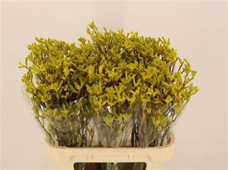 Anigozanthos 'Yellow Gem'