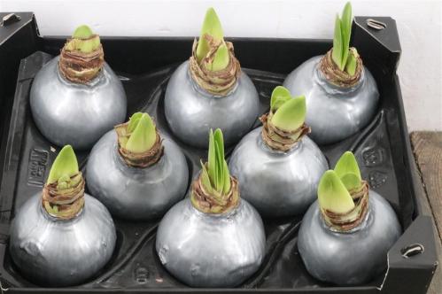 Hippeastrum bol gewaxt H%