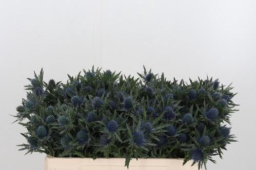 Eryngium Aquarius Questar