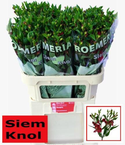 Alstroemeria florinca Sangria