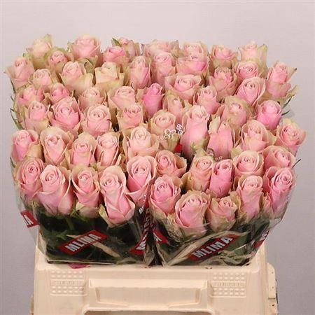 Rosa grootbloemig Pink Athena