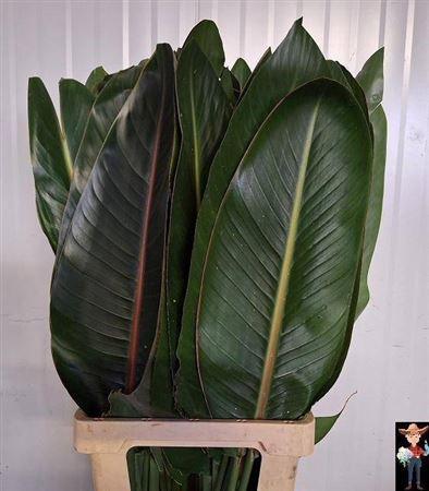 Strelitzia reginae (blad)