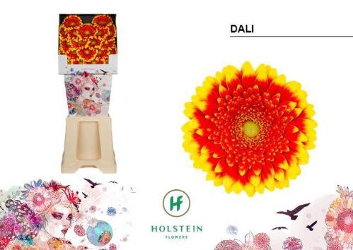 Gerbera Pomponi Dali