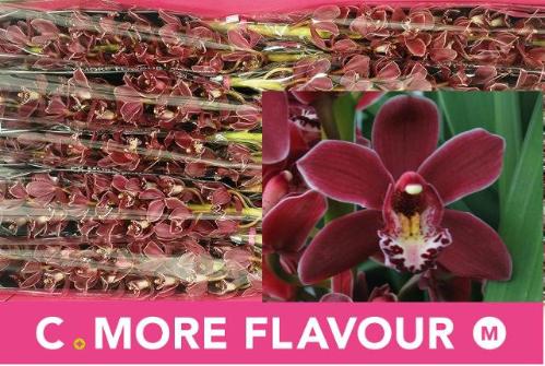 Cymbidium mini per tak Ivy Fung 'Sultan'